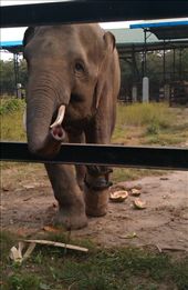 Elephant with prosthetic foot: by gina_holley, Views[393]