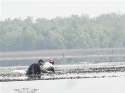 Ream National Park - Eel fishing in mud flats by hand