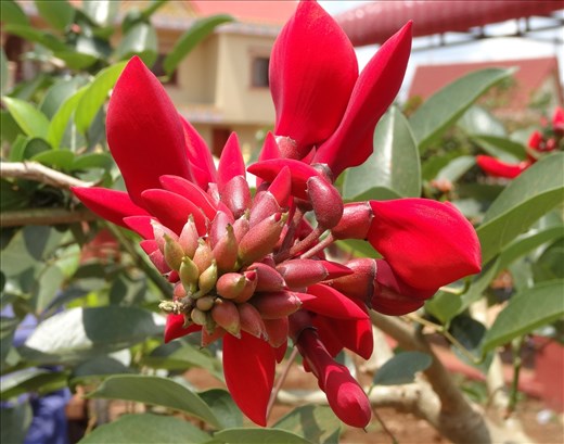 Not sure if this will be fruit but the flowers are beautiful on this small tree