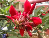 Not sure if this will be fruit but the flowers are beautiful on this small tree: by gina_holley, Views[260]