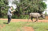 Rich desperately wanted his photo taken with a buffalo: by gina_holley, Views[224]