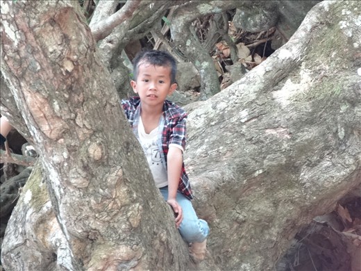 Tree and boy - must be climbed