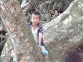 Tree and boy - must be climbed: by gina_holley, Views[338]