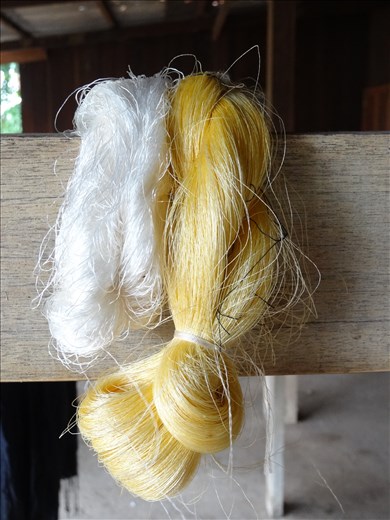 After and before of same silk (after has been boiled for 2 hours and is soft)