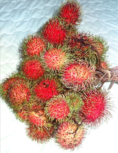 In season fruit - rambutans