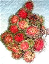 In season fruit - rambutans: by gina_holley, Views[367]