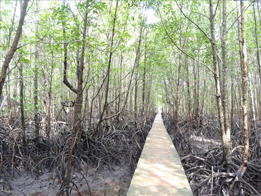 Mangrove walkway when the tide is out