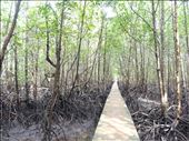 Mangrove walkway when the tide is out: by gina_holley, Views[267]