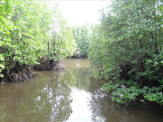 More of the mangrove walkway