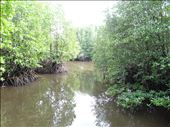 More of the mangrove walkway: by gina_holley, Views[295]