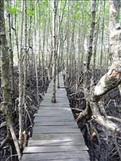 Leaving the trees alone on a local village walkway: by gina_holley, Views[306]