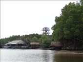 Tower in the distance - taken from one of the mangrove channels: by gina_holley, Views[292]