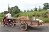 Transporting live cows to the next village: by gina_holley, Views[378]