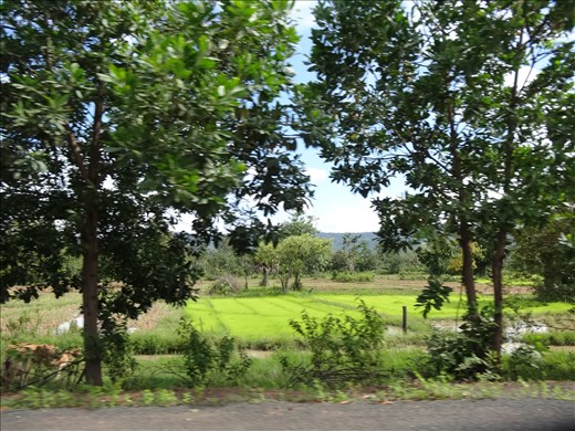 Rice growing and planting in full swing now