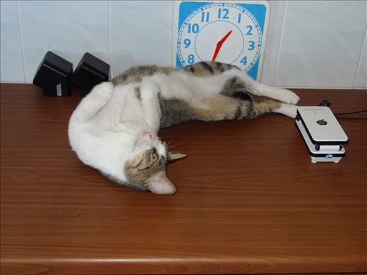 The resident volunteer/school cat - Miffy. So nice to have a cat around.