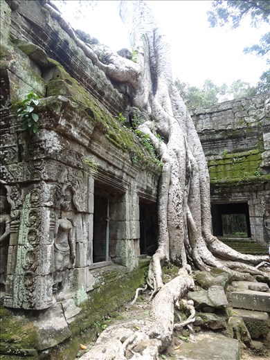 Ta Prohm/Tomb Raider temple