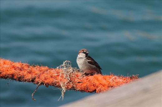 Passera d'Italia - Barletta