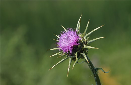 Cardo selvatico -  Zona umida Margherita di Savoia