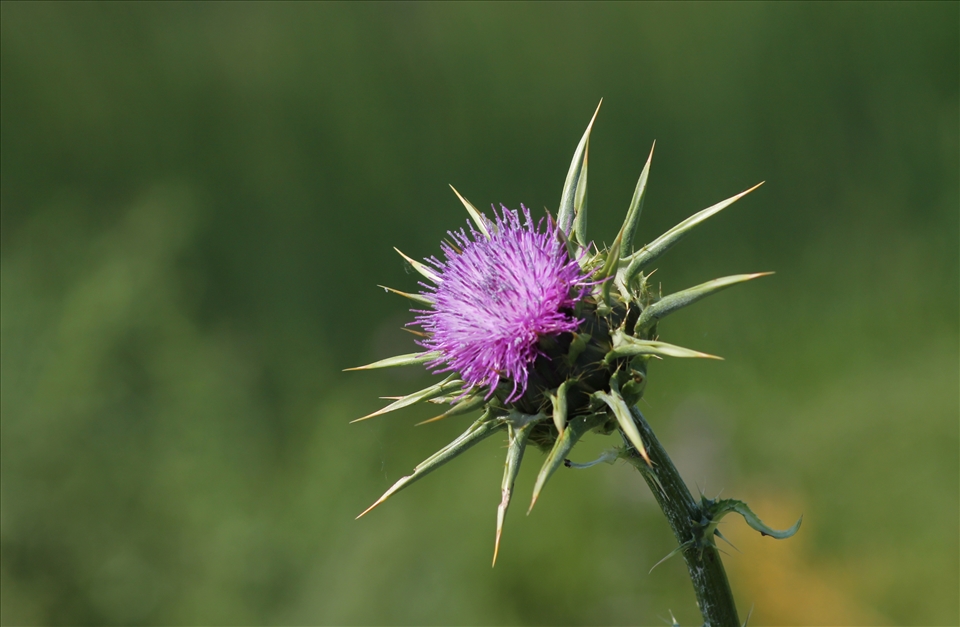 Cardo selvatico -  Zona umida Margherita di Savoia