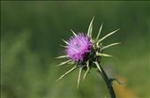 Cardo selvatico -  Zona umida Margherita di Savoia: by giovanni, Views[232]