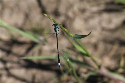 Libellula - Zona umida Margherita di Savoia