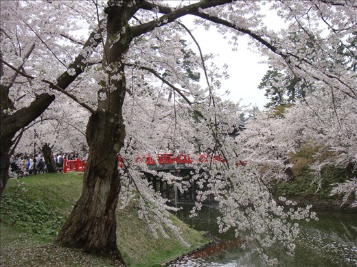Hanami (cherry trees 