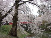 Hanami (cherry trees 
