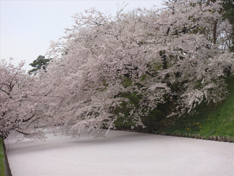 Blossomed river, Hirosaki, Japan. May 2010.