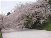 Blossomed river, Hirosaki, Japan. May 2010.: by giulyg, Views[280]