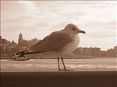 A seagull in a man made environment. Note its weary facial expression. : by gl_au88, Views[396]