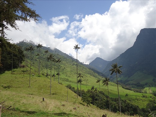 View of the Cocora Valley in the Central Cordillera of the Andean mountains