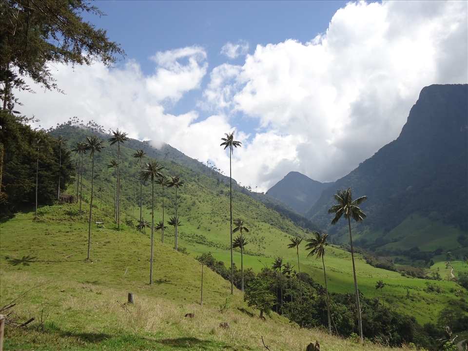 View of the Cocora Valley in the Central Cordillera of the Andean mountains