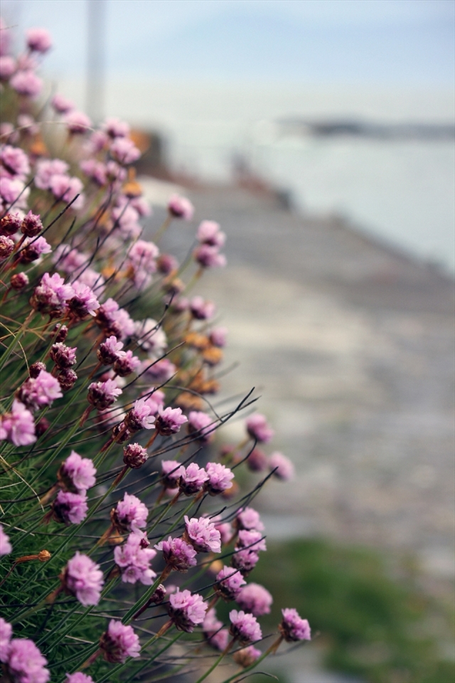 I used to shoot a lot flowers back when I lived in England but in Ireland living on the coast the often harsh conditions meant a lot fewer types of flowers,  this is one of my favourites because not only does it survive, it thrives.