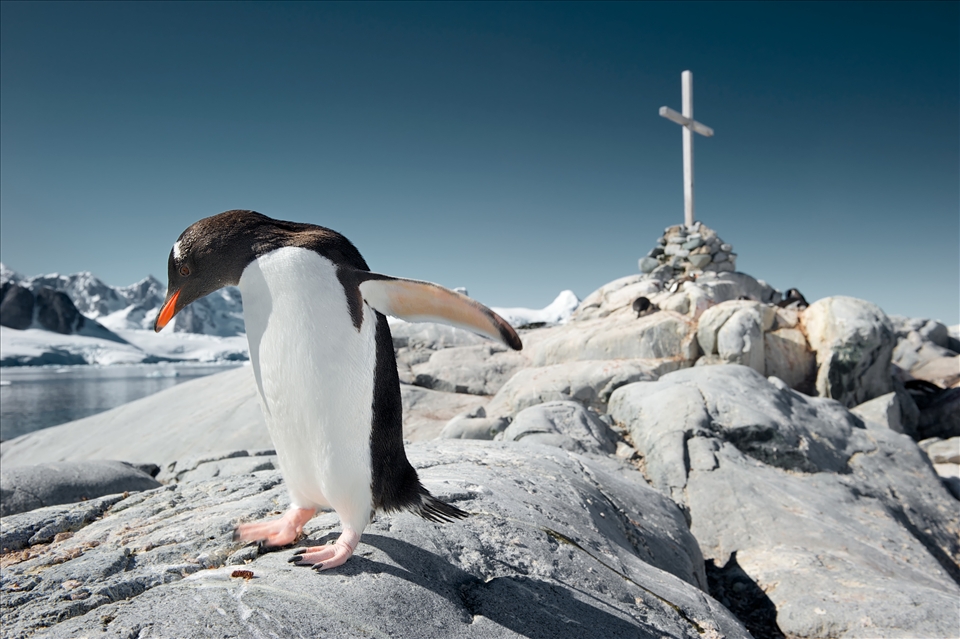This monument on Petermann Island is a tribute to three scientists who were swept out to sea on an ice flow in 1982 after seeking refuge in a nearby hut. Each of the men had two doses of morphine in their individual supply kits. “The cruel thing is, it requires three doses per man to do the job.” - Robert K Headland, Expedition Historian.