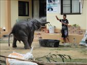this was chained in someones yard in Ko Chaing Thailand, I used to go and see him or her dont know every day , and yea one board elephant the boy would come play with him when he made enough noise.: by glennyboy, Views[382]
