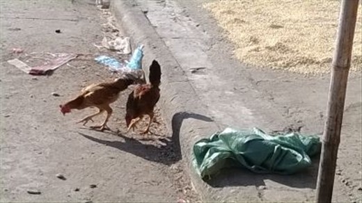 skinny chickens everywhere - often tied to something with a string