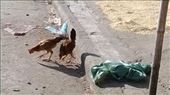 skinny chickens everywhere - often tied to something with a string: by globalgabi, Views[283]