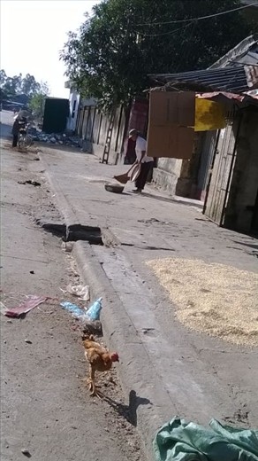 beans spread (for drying?) on the footpath