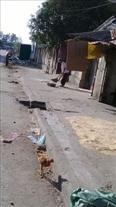 beans spread (for drying?) on the footpath: by globalgabi, Views[466]