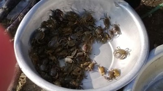 live crabs - crawling over and over each other, watch out - they might get out