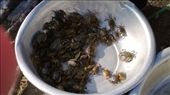live crabs - crawling over and over each other, watch out - they might get out: by globalgabi, Views[479]