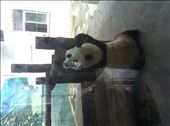 Giant Panda- Taiyuan Zoo: by globalspirit, Views[222]