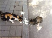 cats enjoying rice, Taiyuan, China: by globalspirit, Views[93]