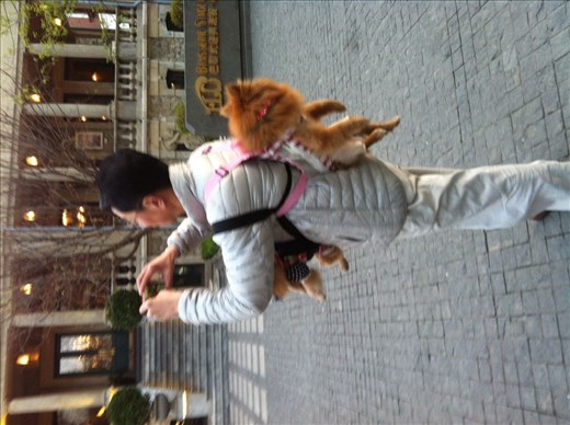 multi- puppy carrier, Tianjin, China