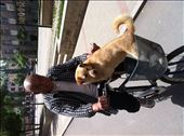 bike dog- neighbor in Taiyuan, China: by globalspirit, Views[233]