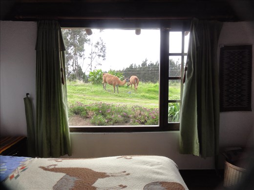 Lamas grazing outside our bedroom window.