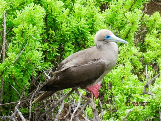 Red Footed Boobies not many of these about anymore.