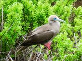 Red Footed Boobies not many of these about anymore.: by globaltracks, Views[305]