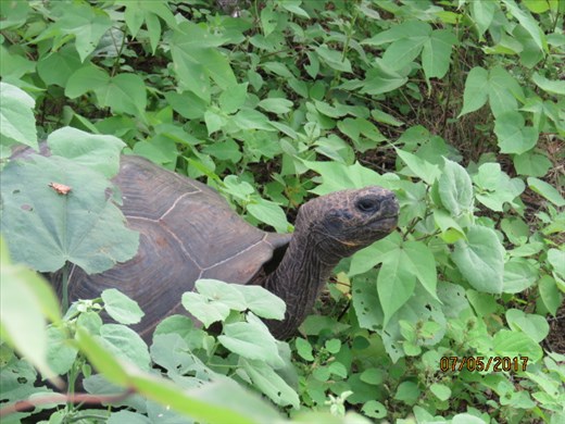 After a long hot hike finally a wild giant tortoise.
