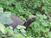 After a long hot hike finally a wild giant tortoise.: by globaltracks, Views[210]